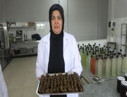 Giri�imci kad�nlar kivi sucu�u �retti