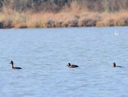 11 YIL SONRA HERSEK LAG�N�NDE