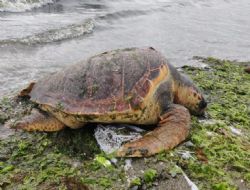 Alt�nova Plaj�na caretta caretta vurdu