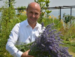 En kaliteli lavantalar Alt�nova�da hasat ediliyor