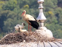 Yavru leyleklere u�ma e�itimi