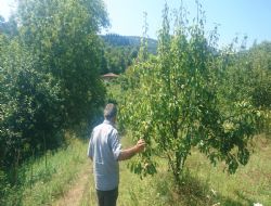 Yalova da Taksitle Bah�e Sat��lar� Ba�lad�