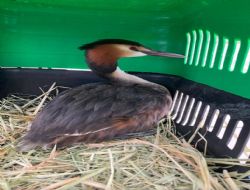 Dar�ca�da tedavi edilen Bahri Ku�u Hersek�te do�aya sal�nd�