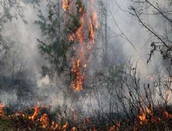 Alt�nova �tfaiyesi�nden orman yang�n� uyar�s�